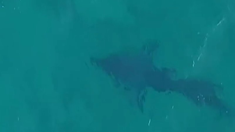 Great White spotted close to swimmers at popular Sydney beach