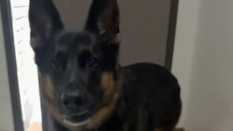 Bizarre twist as owner charged over death of Arnie the German shepherd
