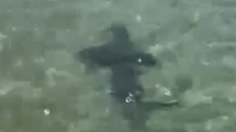 Large shark spotted near popular Victorian swimming spot ﻿