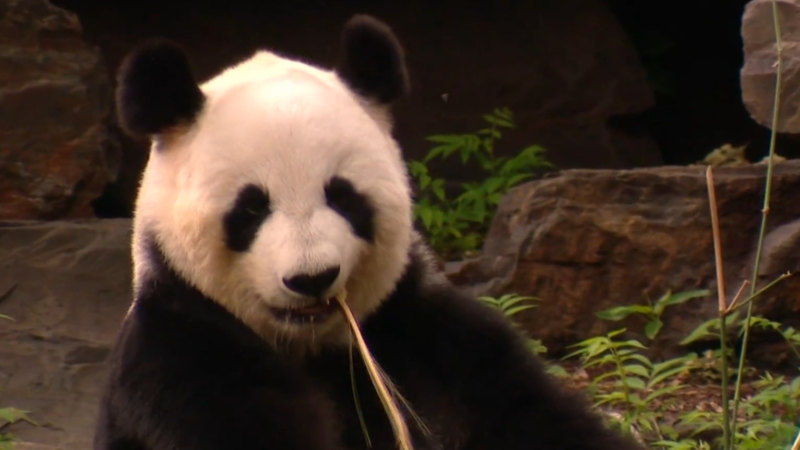 Adelaide bids emotional farewell to beloved pandas