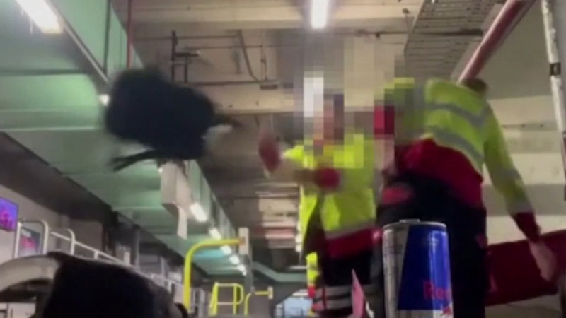 Qantas baggage handlers filmed recklessly throwing bags.