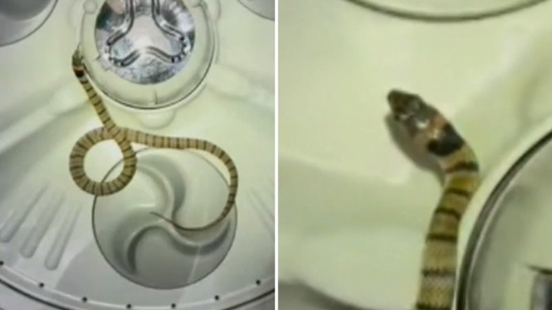 Gold Coast family discover snake in washing machine