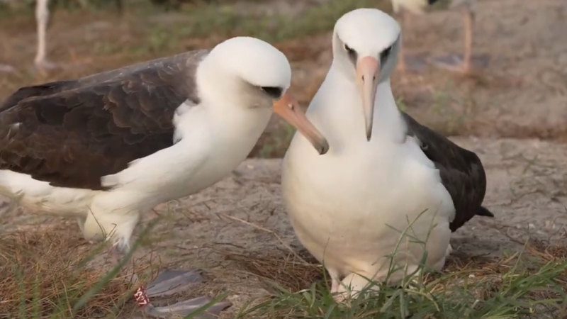 World’s oldest wild bird finds new partner and lays egg