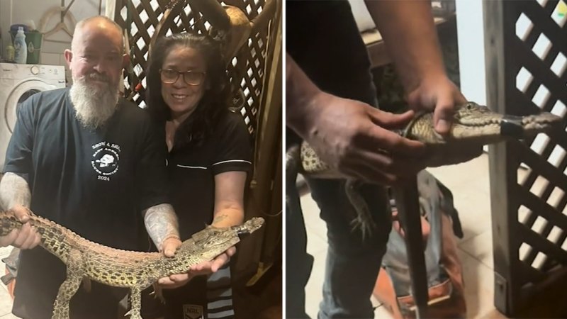 Darwin couple finds saltwater crocodile in laundry