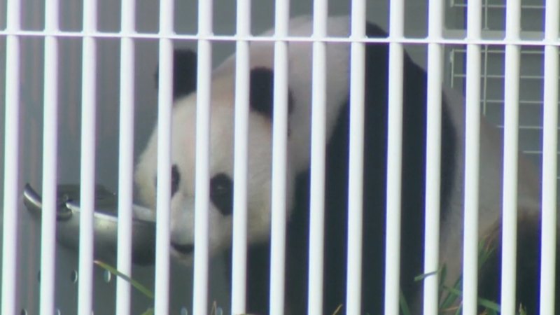 Pandas leave Adelaide for journey back home to China