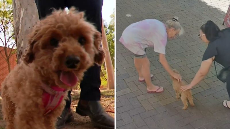 Flossie the dog reunited with owner after dog-napping