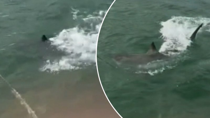 Great white shark gives fishermen a fright off Adelaide jetty