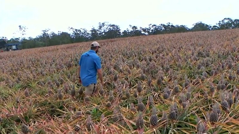 Pineapple growers warn $80m industry could be wiped out