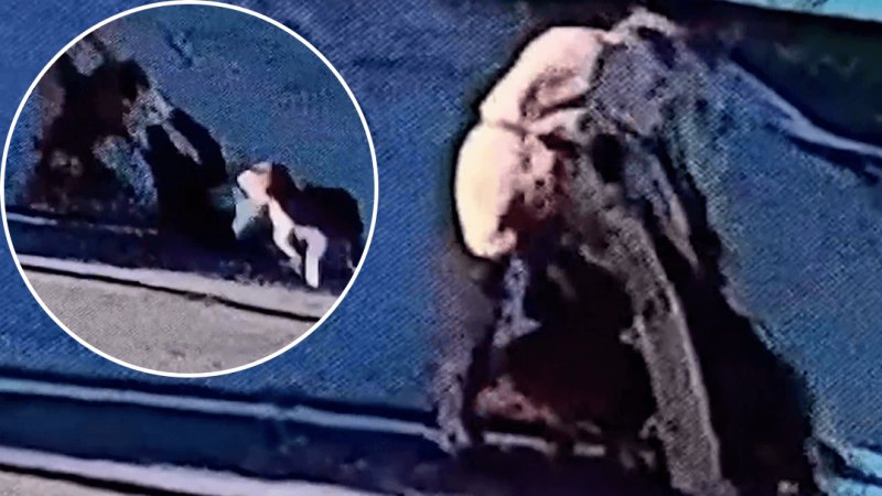 Woman dragged by dog in vicious attack