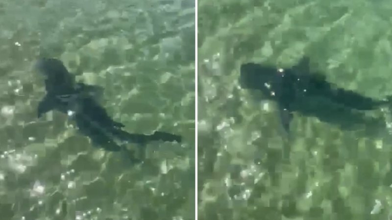 Large shark spotted near popular Melbourne swimming spot