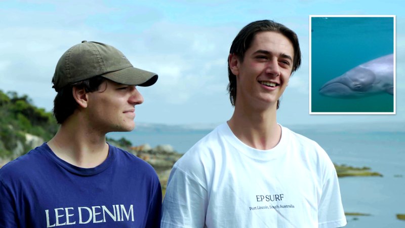 Oyuncu bir Cüce Gerçek Balina, Port Lincoln'de iki paddleboarder ile yakın ve kişisel bir ilişki kurdu.