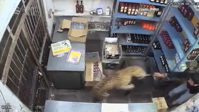 Leopard runs wild in a liquor store in India