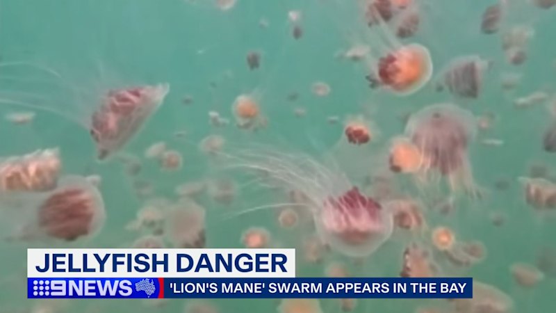 Hundreds of jellyfish washed into bay