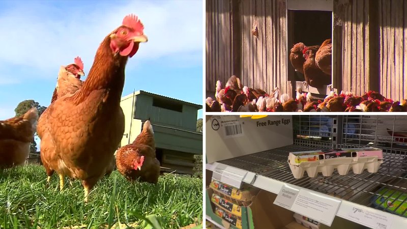Warning over price of eggs after bird flu outbreak