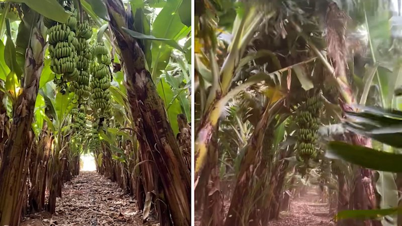 Narelle wreaks havoc on Carnarvon's banana crops