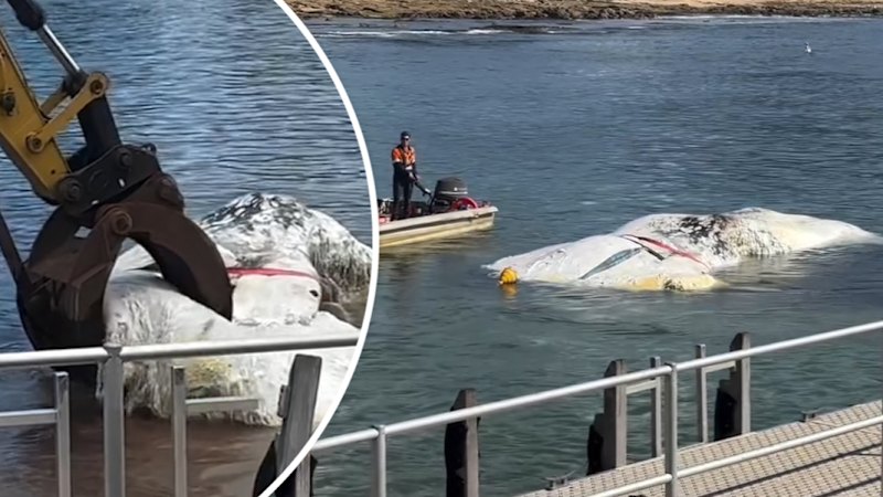 Rotting whale towed from beach as shark warning issues along NSW coast