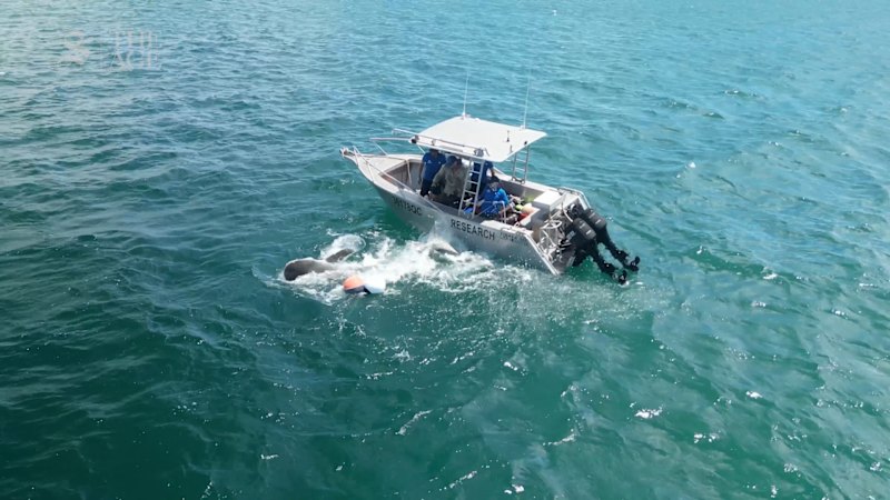 Griffith University researchers capture tiger shark for Moreton Bay toxicity testing