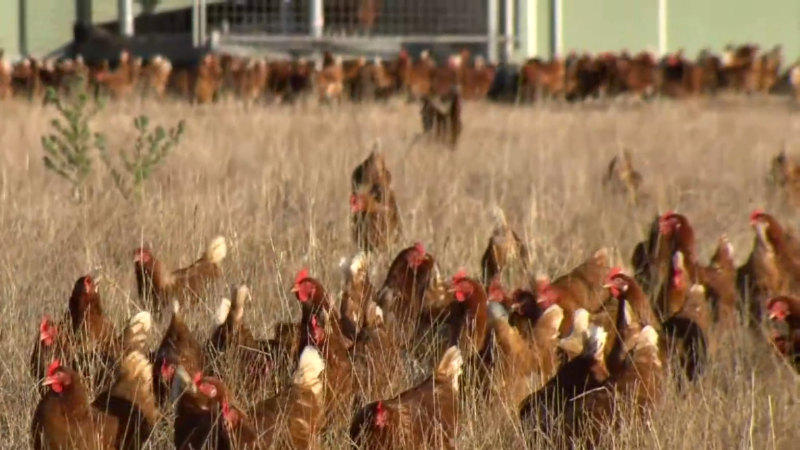 Purchase limits on eggs after latest bird flu outbreak in Victoria