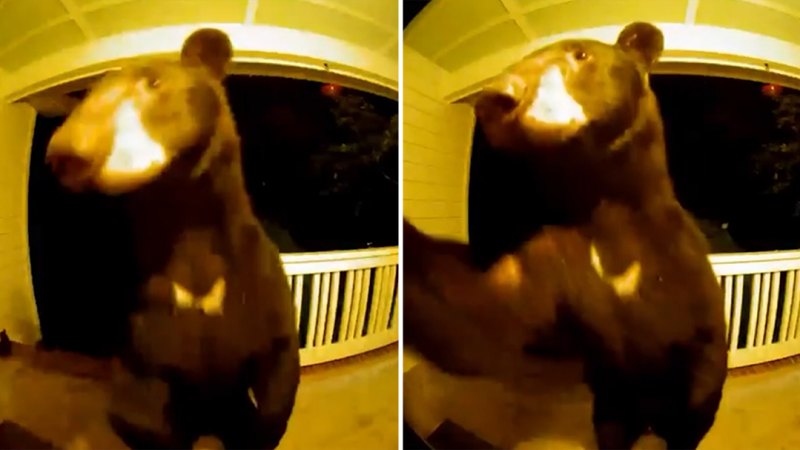 Kapı zili kamerası, evin zilini 'çaldıran' ayı yakalar