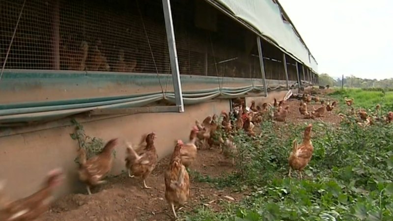 Second bird being tested after bird flu case confirmed in Australia