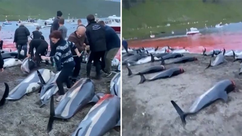 Faroe Adaları, tartışmalı yıllık balina avında öldürülmek üzere 500 yunusun kotasını belirledi
