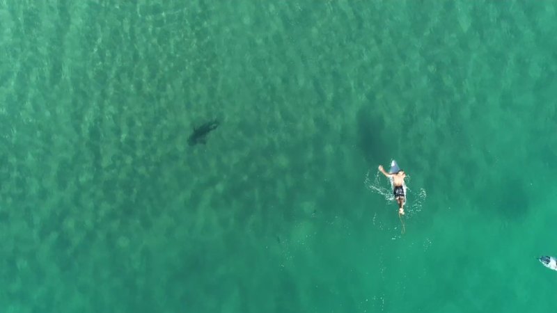 Call for drones to fly daily shark spotting