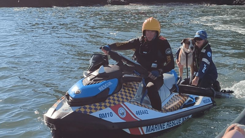 Dog rescued after swept off NSW coast