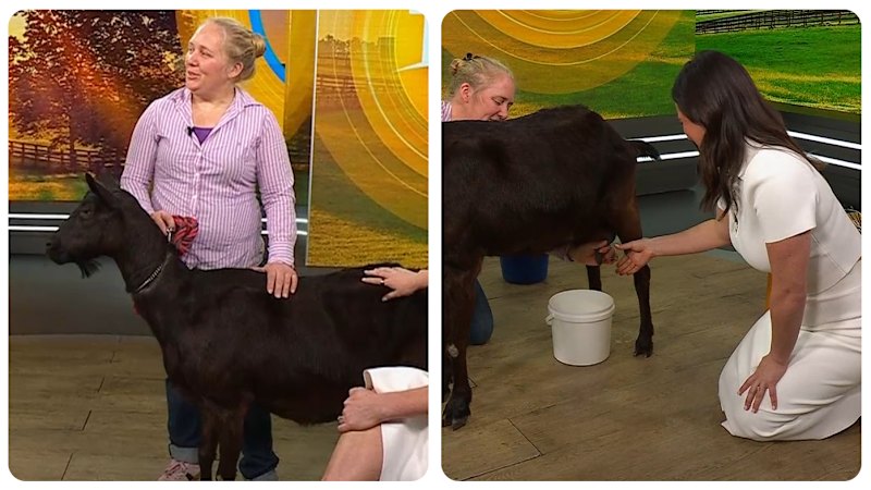 “Today” hosts attempt live goat milking in studio segment