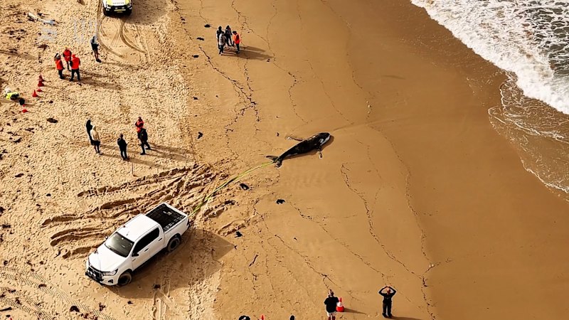 Whale washes up at beach in Cronulla
