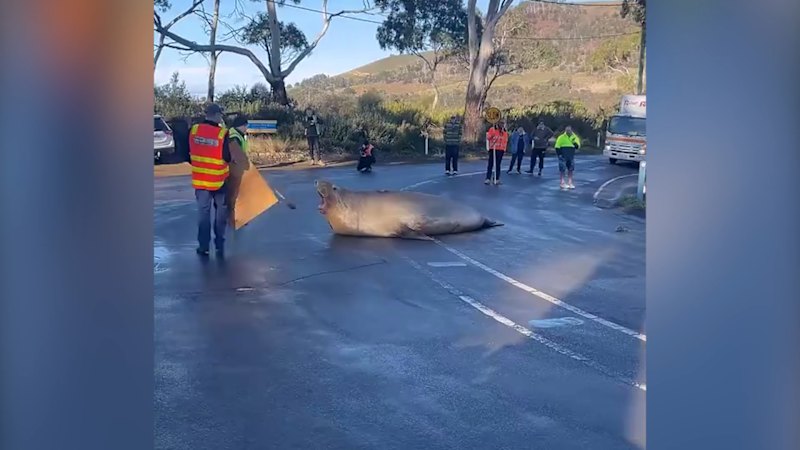 Tasmania's 'Neil the seal' removed from the road
