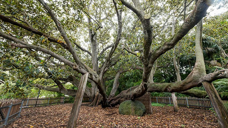 Zoo staff rally to save century-old tree