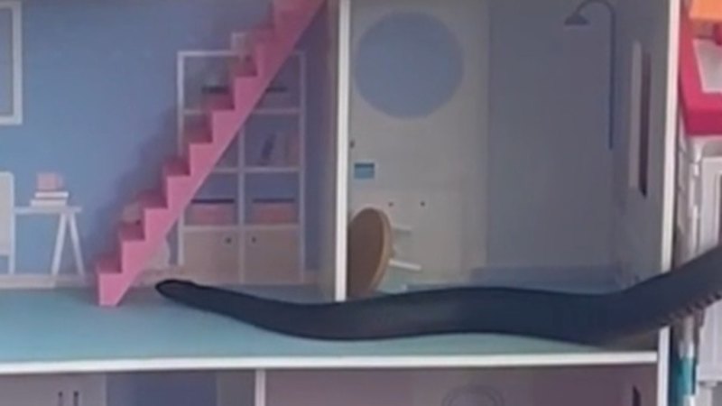 Video: Giant Red-bellied Snake Found in Sydney Home