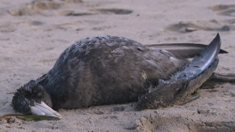 Bird flu testing process called into question