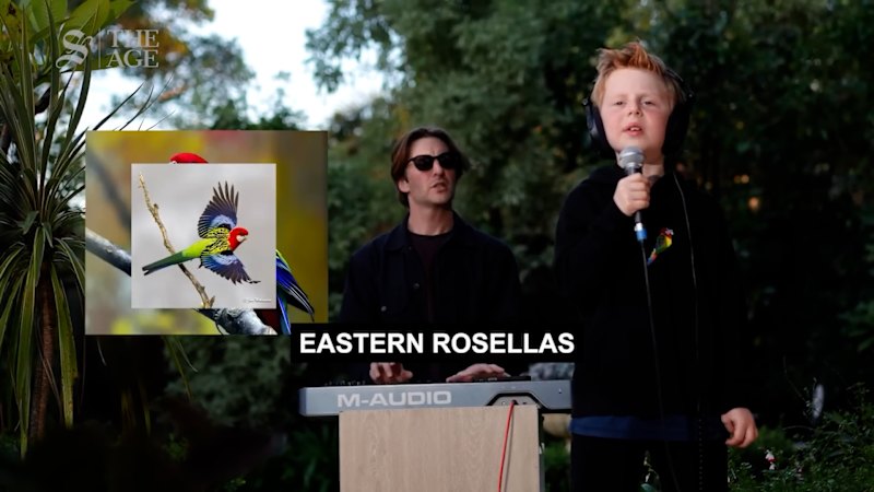 Meet the father-son duo behind the viral Eastern Rosellas song