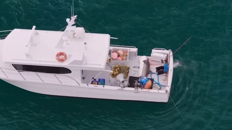 Tiger shark caught off Rainbow Bay on Gold Coast