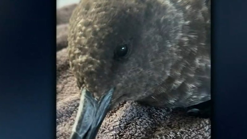 Authorities confirm second case of deadly bird flu in WA