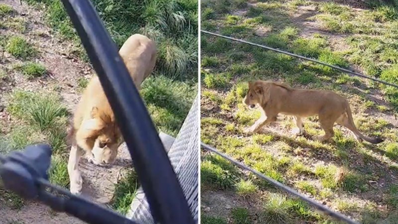 CCTV shows how lions escaped Taronga Zoo