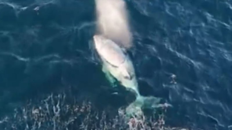 Stunning drone vision captures Migaloo lookalike off K'gari