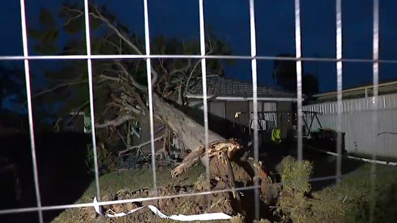 Wild storm rips through Sydney overnight