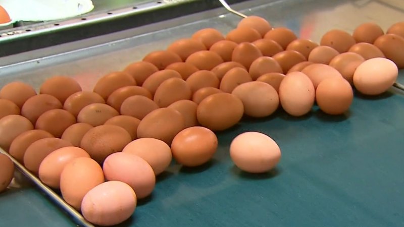 Coles imposes nationwide purchase limit on eggs