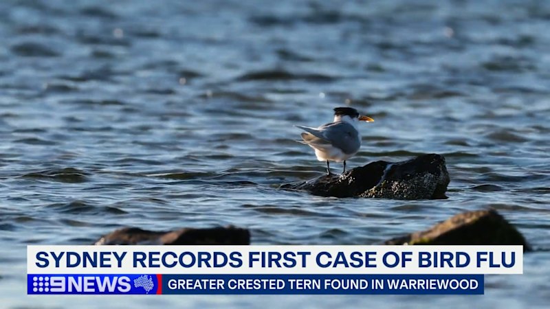 Sydney records first case of H5N1 bird flu