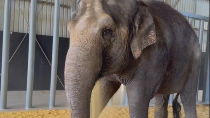 Adelaide Zoo welcomes new elephant from Perth