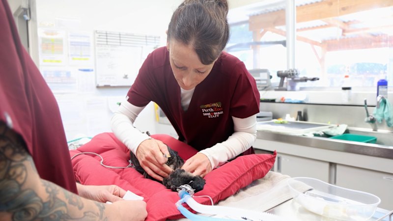 Perth Zoo begins WA bird flu vaccination trial for threatened cockatoos