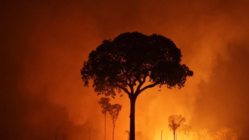 Amazon rainforest wildfire