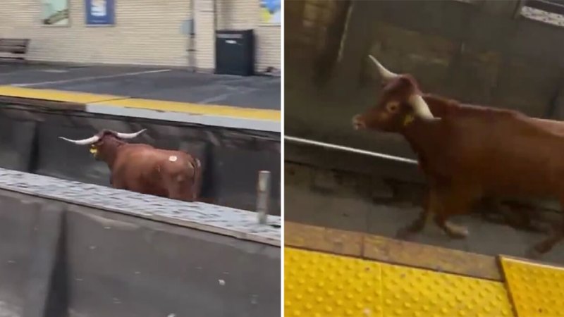 Bull on tracks halts trains at major US train station