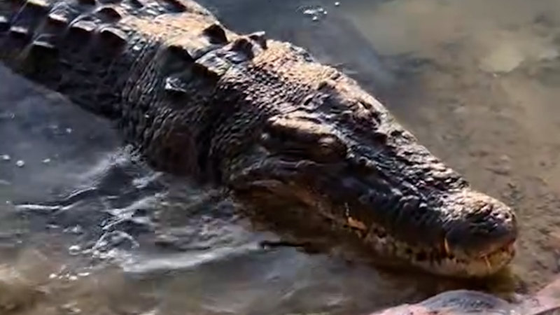 Crocodile spotted at Crocodile Bend in Cooktown