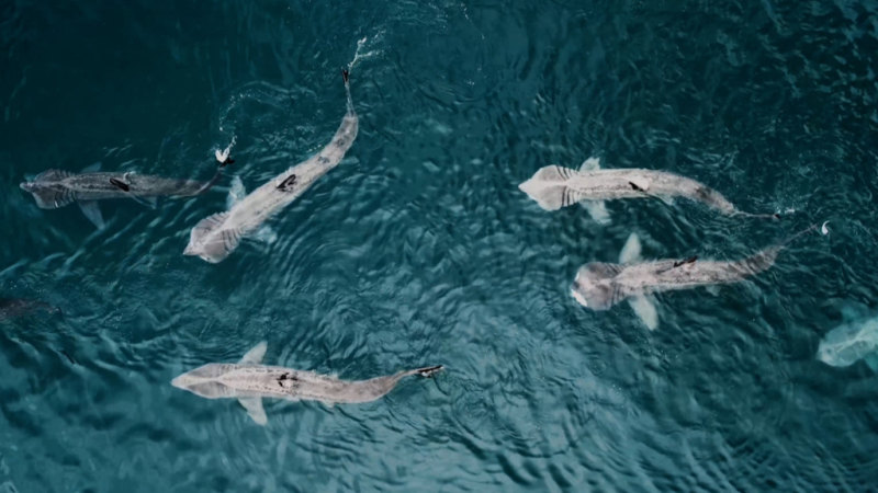 İrlanda açıklarında 'çok büyük köpekbalıkları' ile nadir karşılaşma