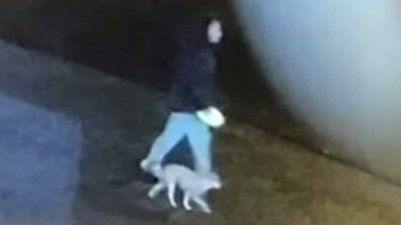 Fears person and dog have been swept away in flooded Victorian creek