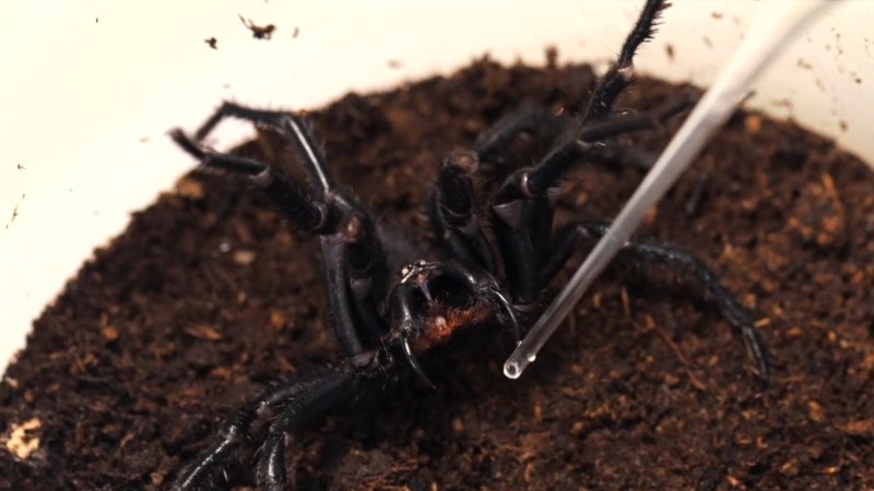 Sydneysiders warned that funnel-web spiders are bound to pop up