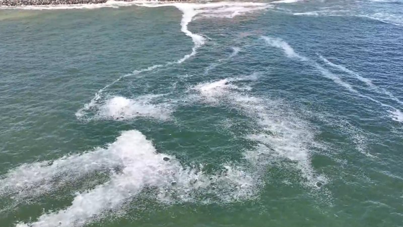 Poročilo kritizira južnoavstralsko in zvezno vlado zaradi nepripravljenosti na krizo z algami